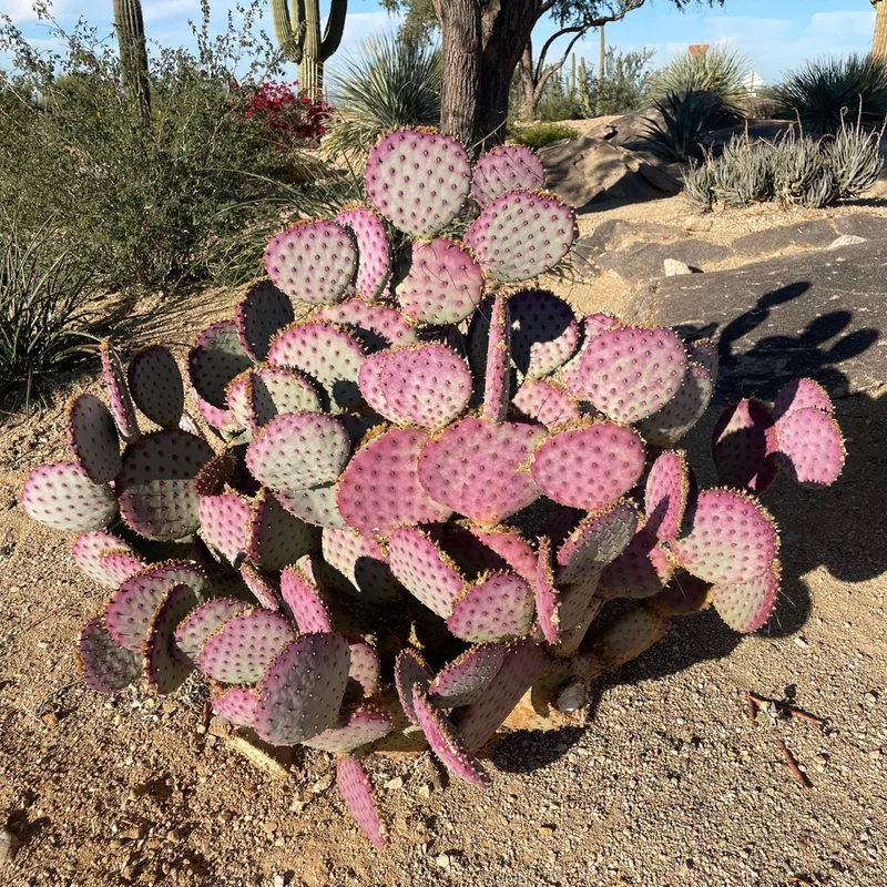 gobekusa31560752