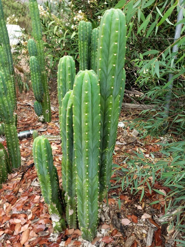 gobekusa91584932