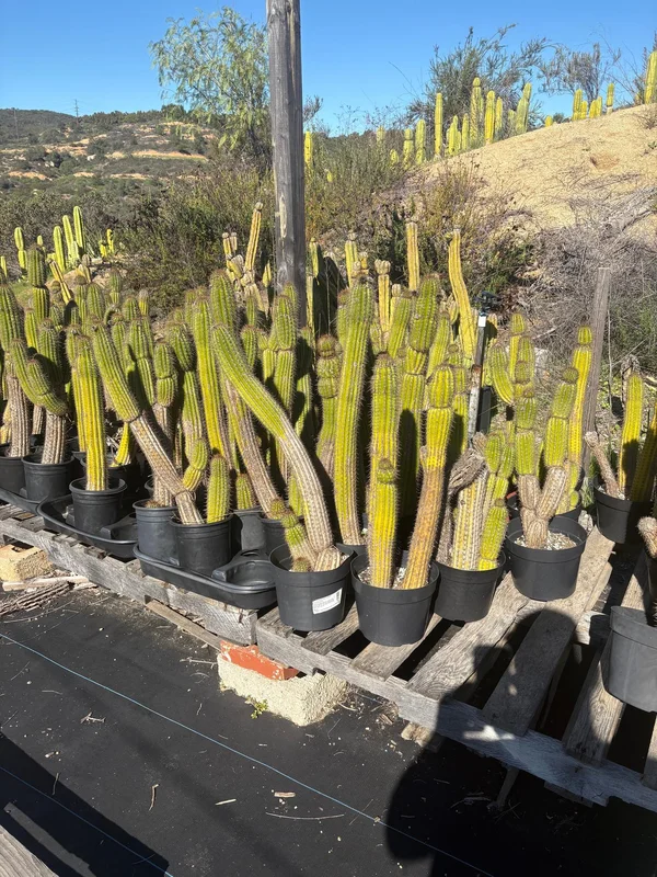 gobekusa91585030