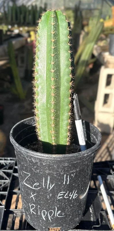 gobekusa91585048