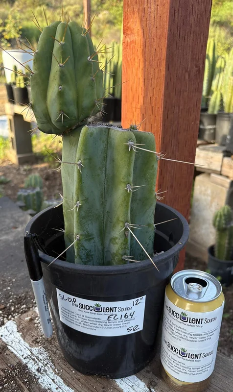 gobekusa91585218