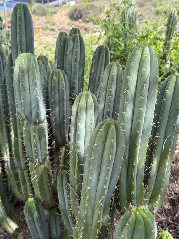 gobekusa91628269
