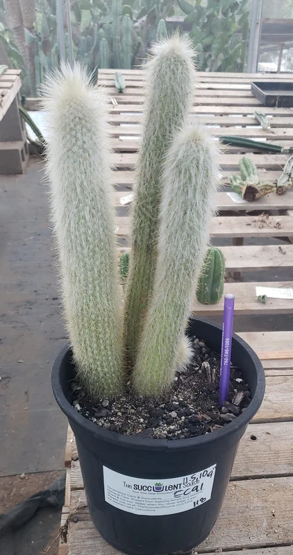 gobekusa91628292