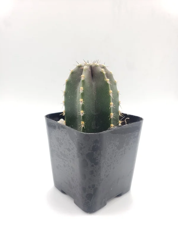 gobekusa91824952