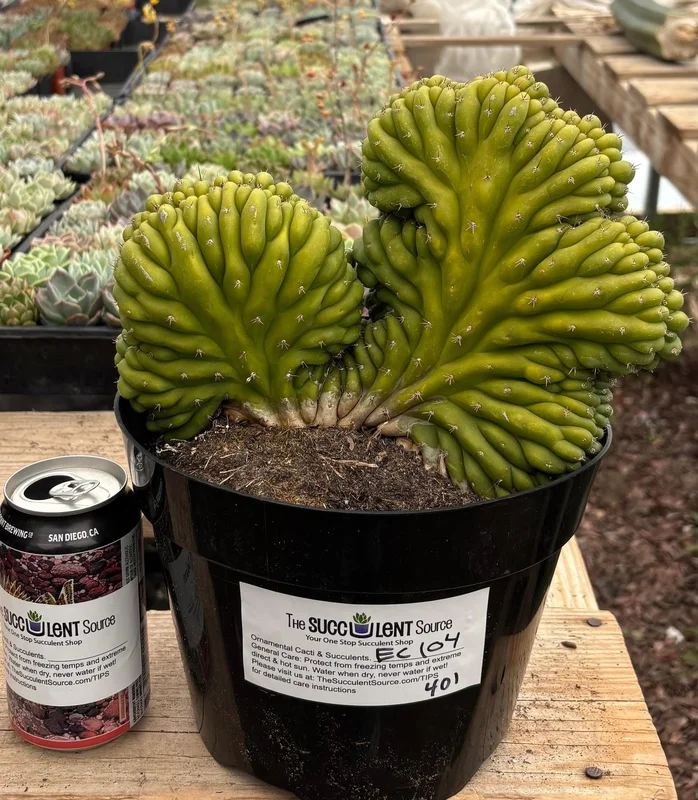 gobekusa91825019