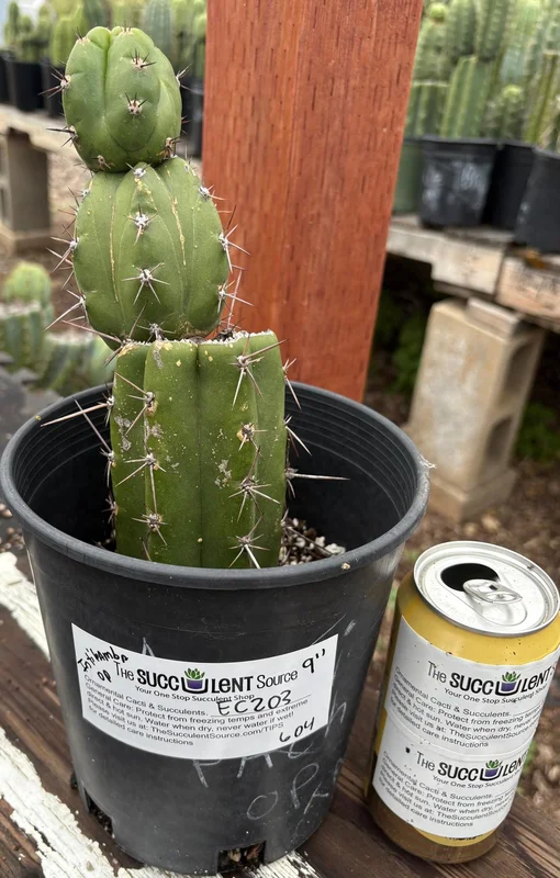 gobekusa91825226