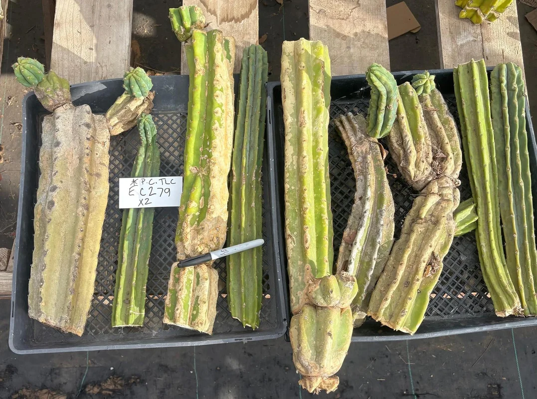 gobekusa91825345